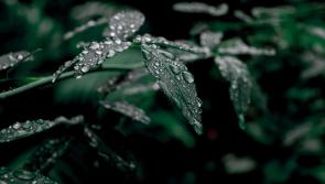 CARLOW WEATHER: Damp and windy weather expected today with highs of 17 degrees