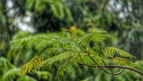 CARLOW WEATHER: A wet and breezy weekend on the way 