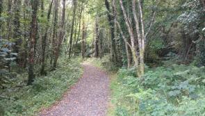 Jump in new forestry licences as 3,600 are issued so far this year