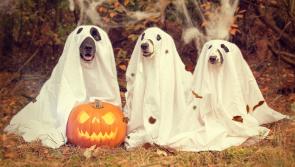Halloween 2022: The most popular costume searches in Carlow this year