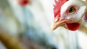 Poultry to be confined indoors due to 'increasing risk' of Bird Flu