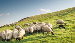 The IFAC reminds Carlow farmers that time is running out to apply for BISS