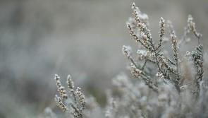 ALERT: Orange Weather Warning issued in County Carlow as cold snap continues