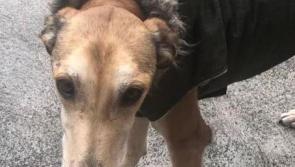 Can you give me a Christmas forever home? Carlow Kilkenny shelter almost at full capacity, again!
