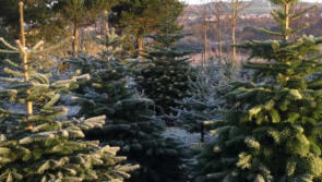 Free recycling of real Christmas trees on offer to Carlow people next month