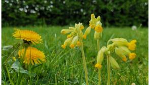 Funding for biodiversity projects in Carlow set to double