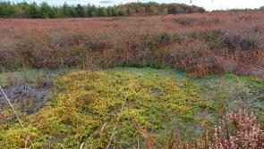 Funding announced for Carlow to have its own biodiversity officer 