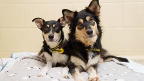 Dogs Trust appeal for Carlow donations as almost 400 post-Christmas surrender requests received