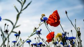 Carlow biodiversity projects get €110,000 funding boost 