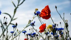 Minister announces huge €2.8 million biodiversity fund and includes Carlow groups
