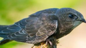 Surveys underway in Carlow to locate nest sites of the endangered Swift