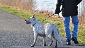 Free biodiversity walk for dog walkers in County Carlow town