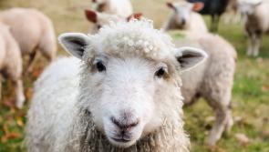 Vet group calls on McConalogue to address antiparasitic resistance in Irish livestock