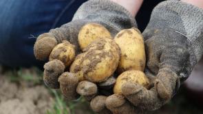 Basic Payment Scheme refunds to be distributed to almost 100,000 Irish farmers