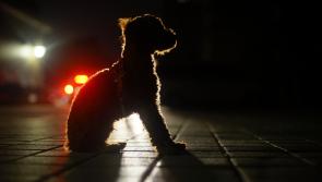 Cash reward offered to find person who set dog on fire 