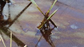 Elusive oil spill problem in River Slaney 'going on far too long' says Carlow Council members
