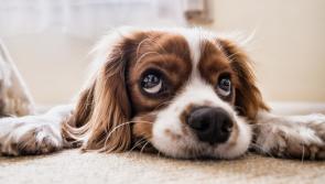 Who let the dogs out? Carlow bar hosts Doggy Day with live music and prizes