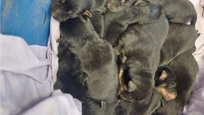 10 week old puppies 'dumped' on Mount Leinster were found by South East Animal Rescue