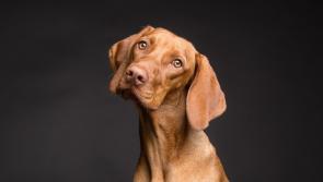 Urgent call for rehoming as Carlow Kilkenny Dog Shelter are full to capacity