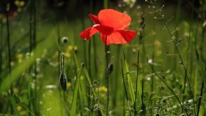 WHAT'S ON: Your guide to Grass Roots 2023 launching this week in Bagenalstown, Carlow