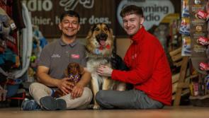 Carlow pups Kali and Odin enjoy dog-friendly cake ahead of Petmania Carlow's family fun day

 