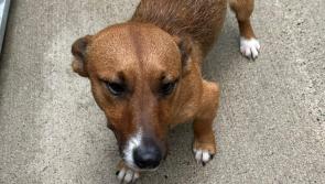 Do you recognise this dog? Jack Russell Terrier found in County Carlow