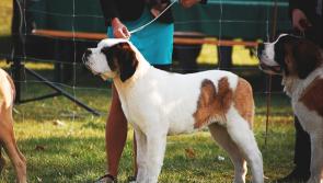WHAT'S ON: Is your dog a Carlow su-paw-star? Details of Tullow Show's dog competition