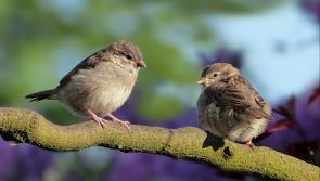 What's On: Bird watch in Carlow on guided nature walk to end Heritage Week