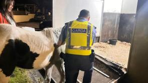 'Disorientated' horse gets rescued by gardaí