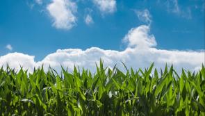 'Completely unacceptable': Carlow TD calls on government as farms face payment delays