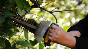 Revealed: Carlow councillor calls for enforcement of hedge cutting by landowners