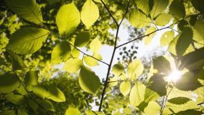 Carlow staying very warm and humid with temperatures reaching an unbelievable 27C