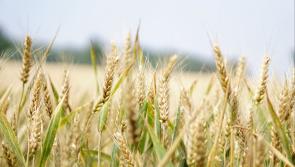 Green light given by local authorities to construct new malting plant in Tullow 