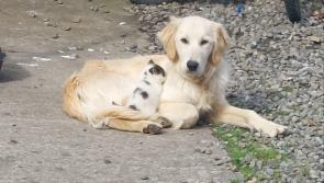 Local family are looking for information on their missing dog in County Carlow