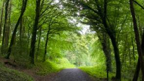 Influencer lists Carlow hiking trail amongst top Autumnal hiking destinations in Ireland