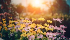 A blank canvas for creativity! Garden and landscape designers wanted for Bord Bia Bloom 2024!

 