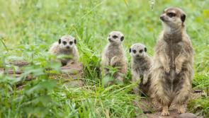 Can you name Fota Wildlife Park's three new Meerkat babies for a chance to win a prize? Details here!