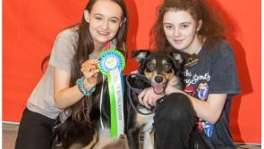 Carlow puppy represents local store at Petmania's Puppy of the Year Competition 2023