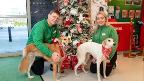Carlow pet store to donate Christmas gifts to the animals at Cara Rescue Dogs