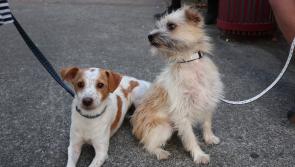 ‘Adopt, Don’t Shop’ as shelters continue to deal with huge numbers of unwanted dogs