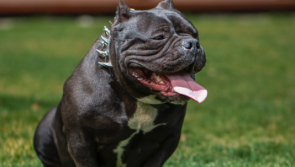 Exact date XL Bullies to be banned is revealed following spike in 'savage' attacks