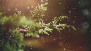 Find out where and how to recycle your live Christmas tree for free in Carlow