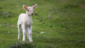 Carlow Gardaí issue warning as lambing season approaches