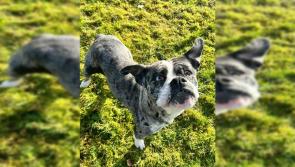 Bridgie the bulldog is still looking for her forever home - can you help her Carlow?