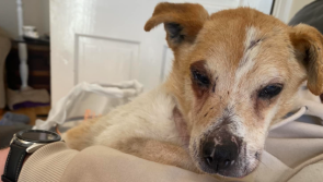  APPEAL: Deaf and blind elderly dog found in 'terrible' condition needs end-of-life home