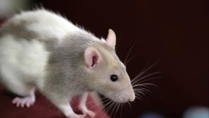 REVEALED: Ireland's top three PESTS in 2023