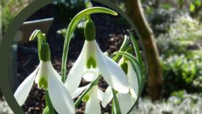 What's On: Welcome the first signs of Spring  with Snowdrop Month in Carlow