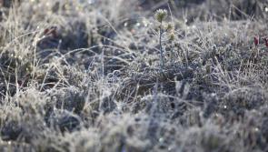 Carlow Weather: Frost and ice as temperatures fall to -2 degrees overnight