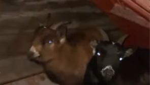 'It's just insane' - Terrified goats found hiding in old farm yard rescued by animal welfare group