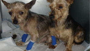 Man who kept Yorkshire Terriers in 'horrendous conditions' allowed to keep single pet